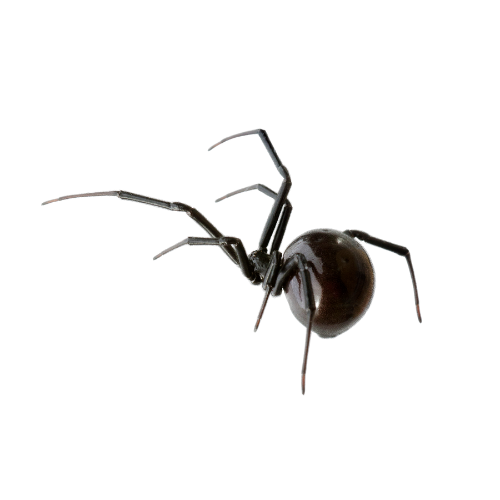 Araignées