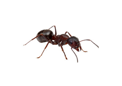Fourmis